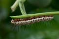 044 Zebra-Falter-Raupe - Heliconius charitonius